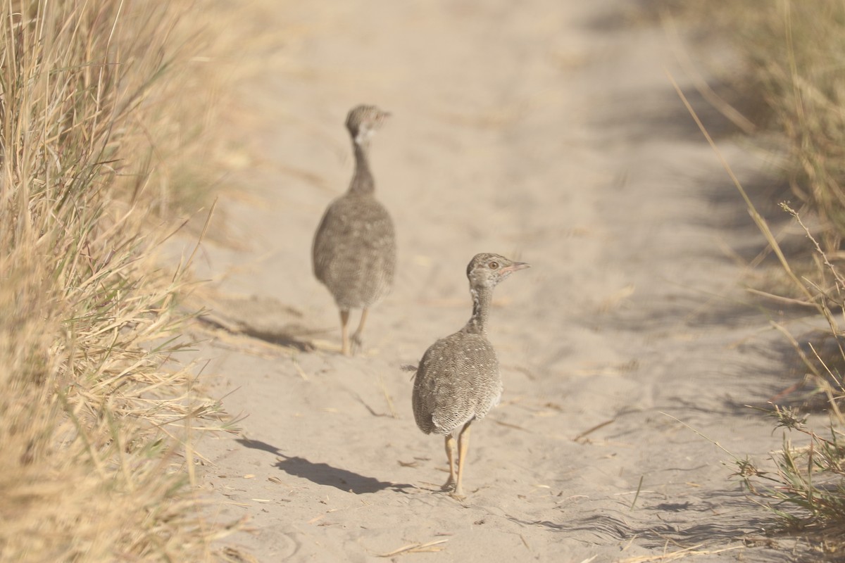 White-quilled Bustard - ML648235515