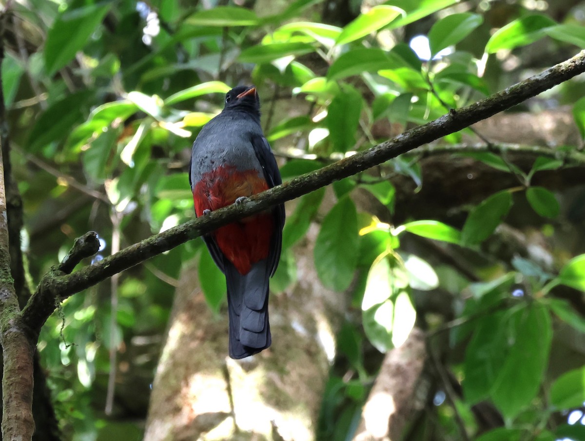 Gri Kuyruklu Trogon - ML648235704