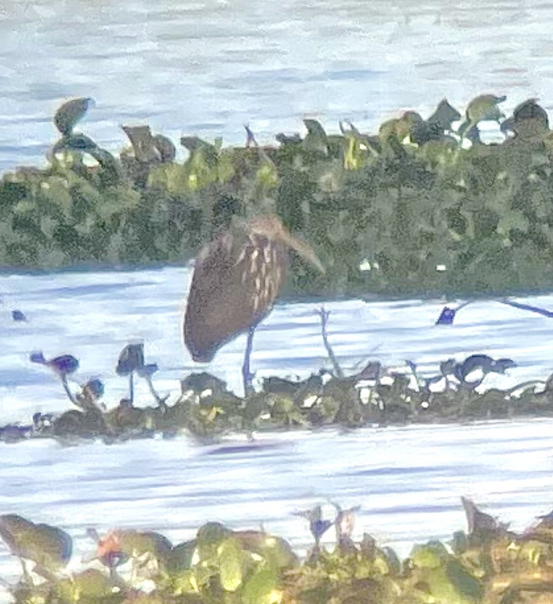 Limpkin - ML648235727