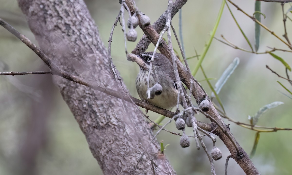 Spotted Scrubwren - ML648235971