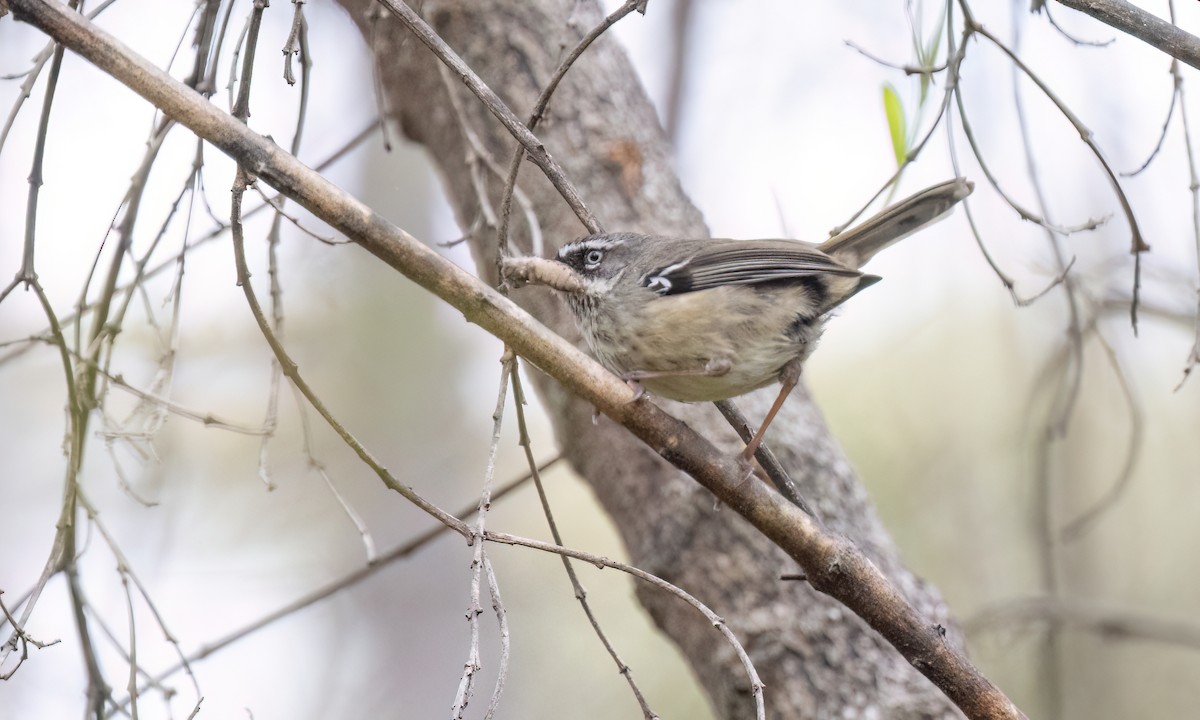 Spotted Scrubwren - ML648235972