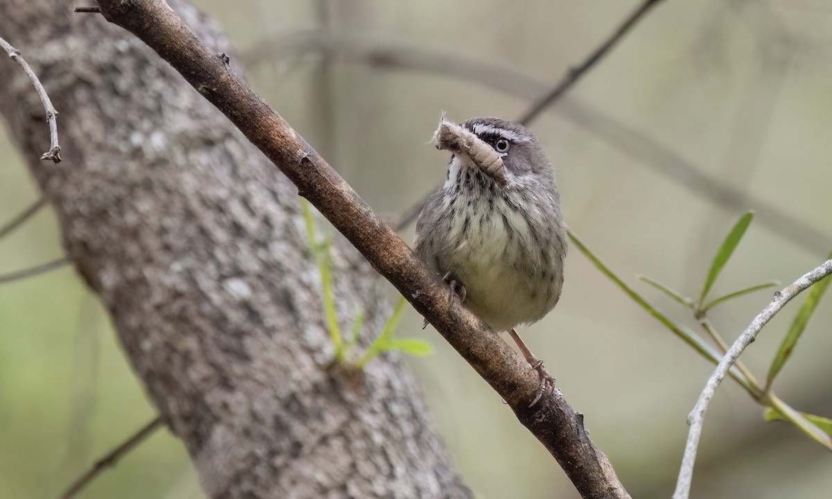 Spotted Scrubwren - ML648235973