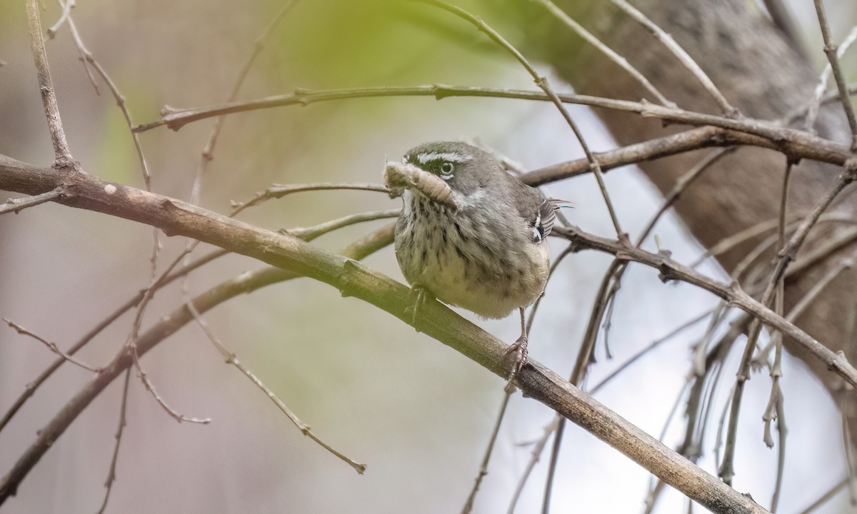 Spotted Scrubwren - ML648235974