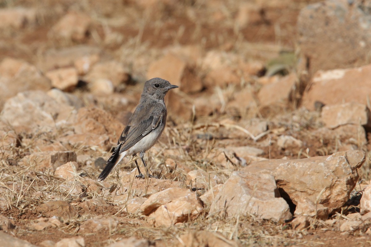 Finsch's Wheatear - ML64823621