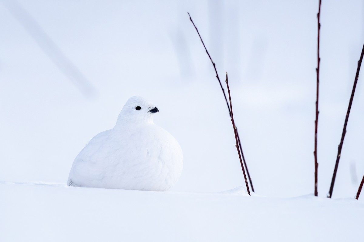 Willow Ptarmigan - ML648236389