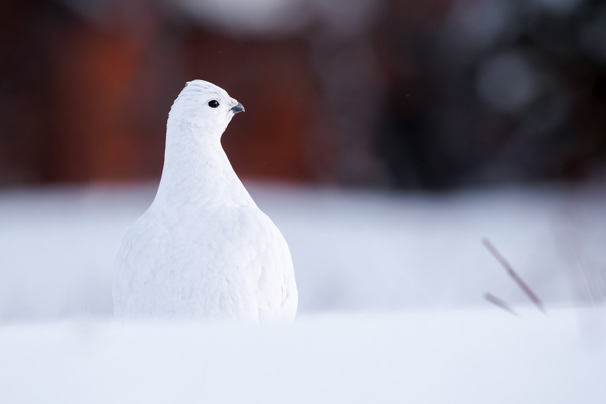 Willow Ptarmigan - ML648236393