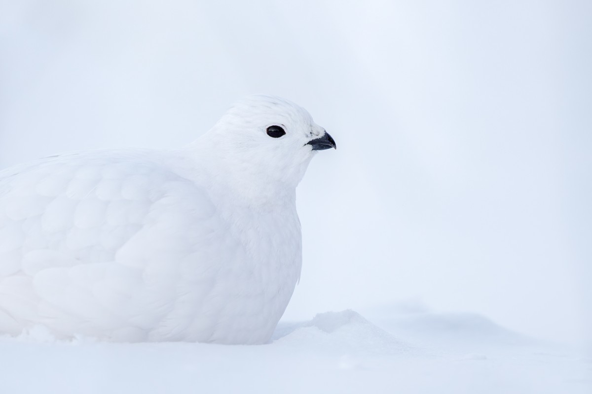 Willow Ptarmigan - ML648236394