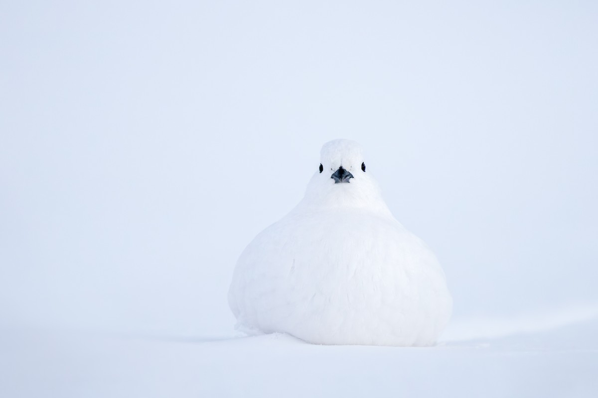 Куріпка біла - ML648236395