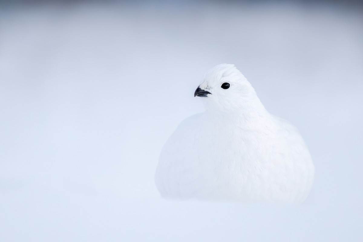 Куріпка біла - ML648236396