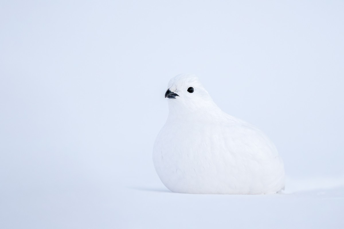 Куріпка біла - ML648236398