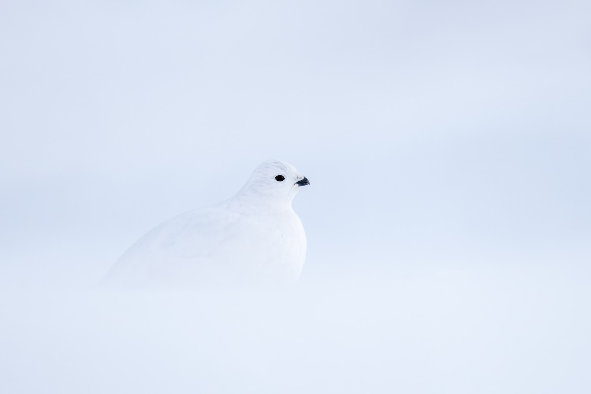 Куріпка біла - ML648236400