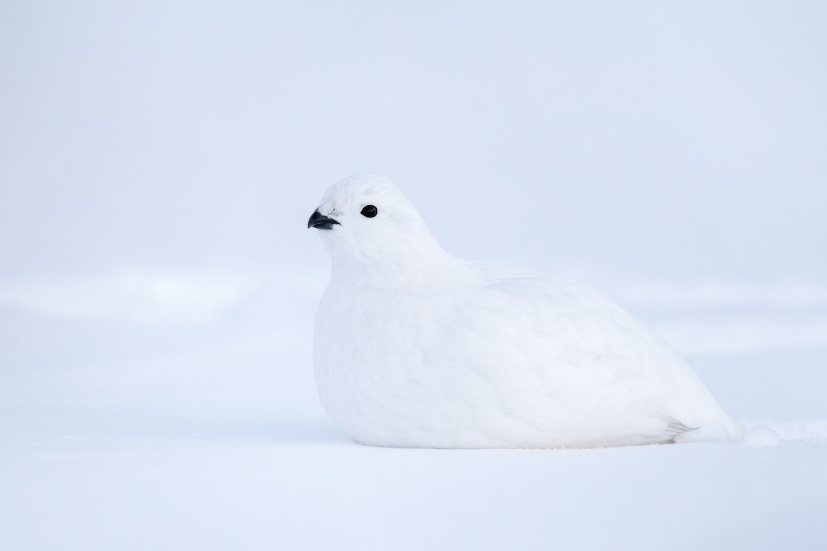 Куріпка біла - ML648236401