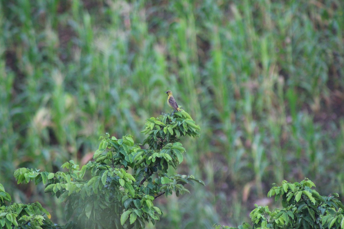 Orchard Oriole - Hermes Vega