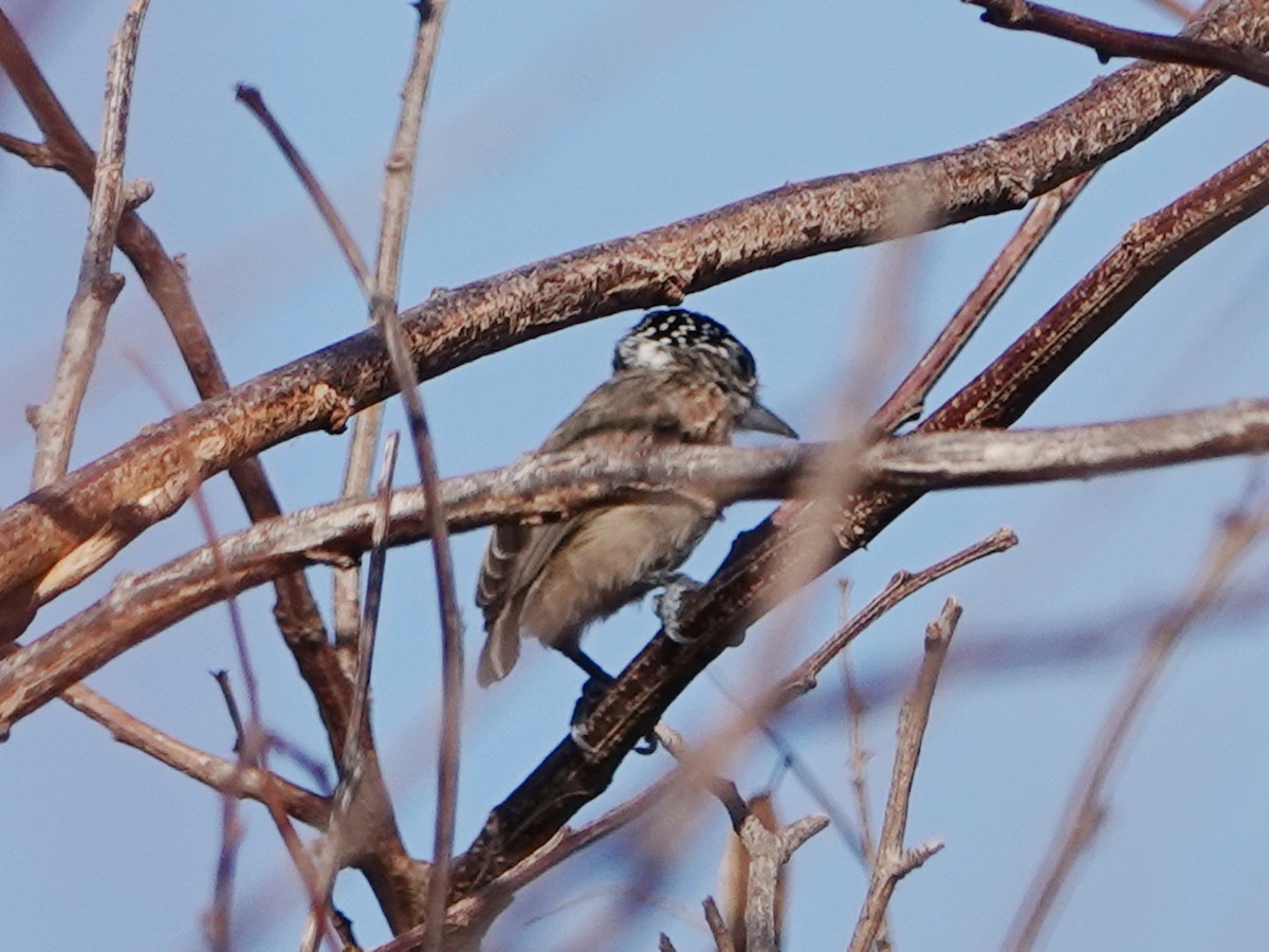 Picumne ocré - ML648237139