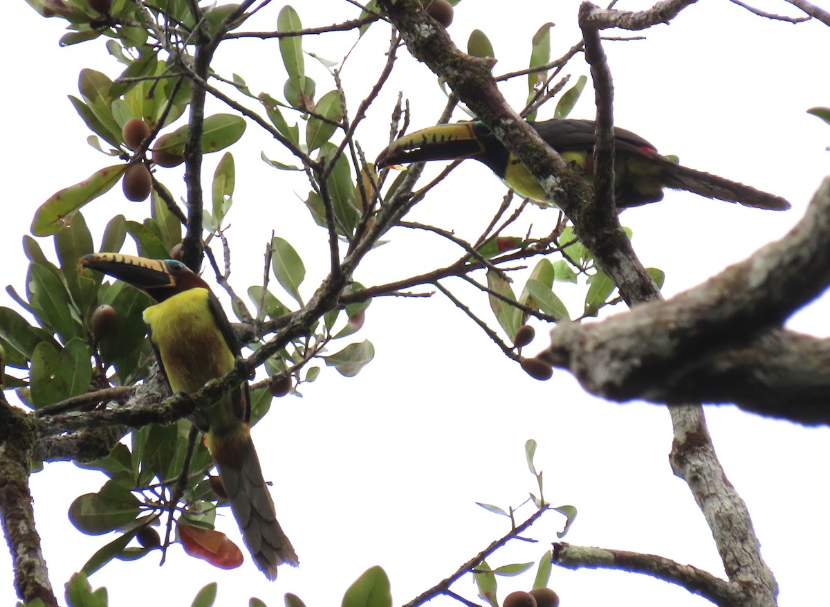 Пестроклювый арасари - ML648237381