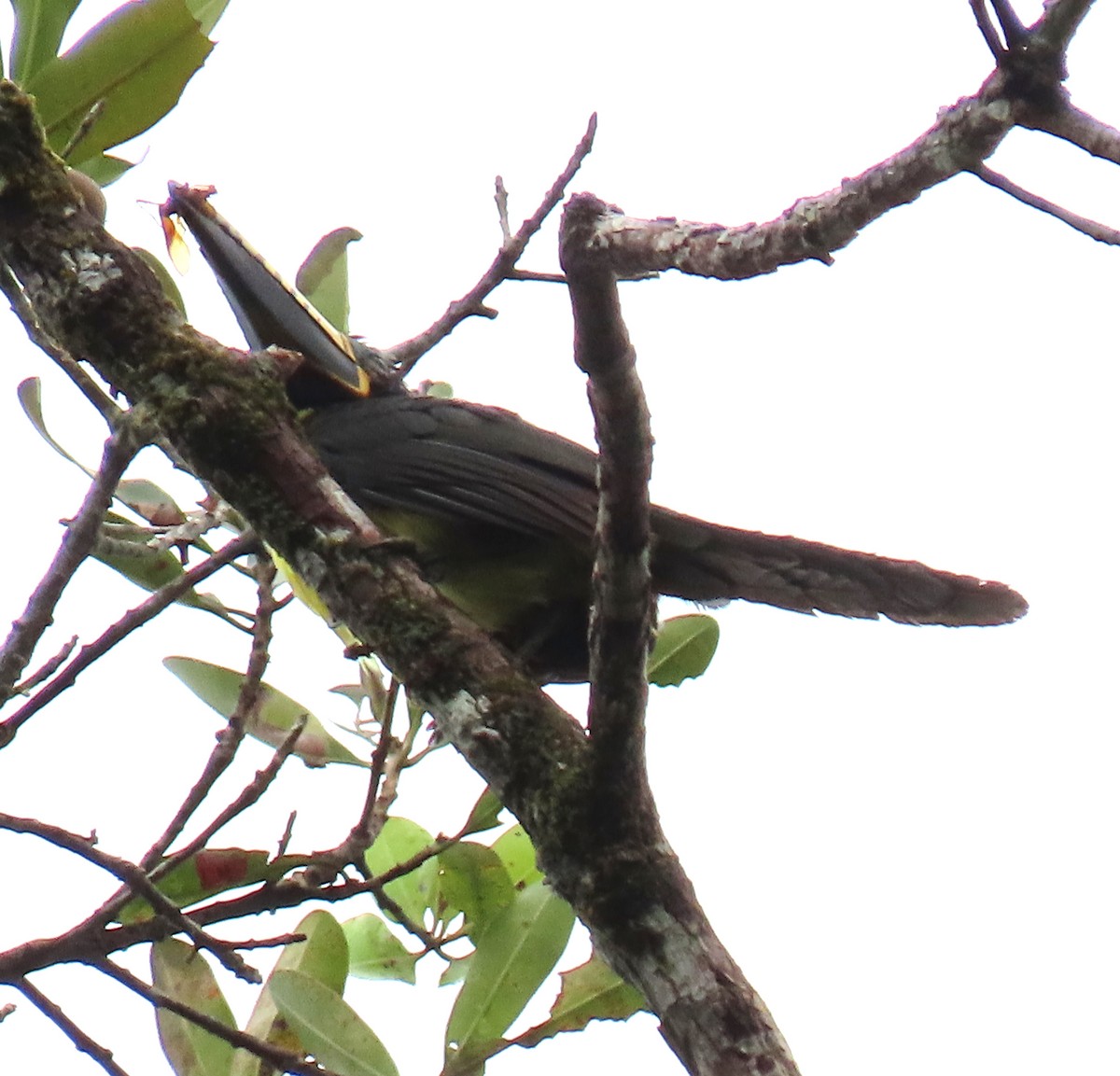 Пестроклювый арасари - ML648237388