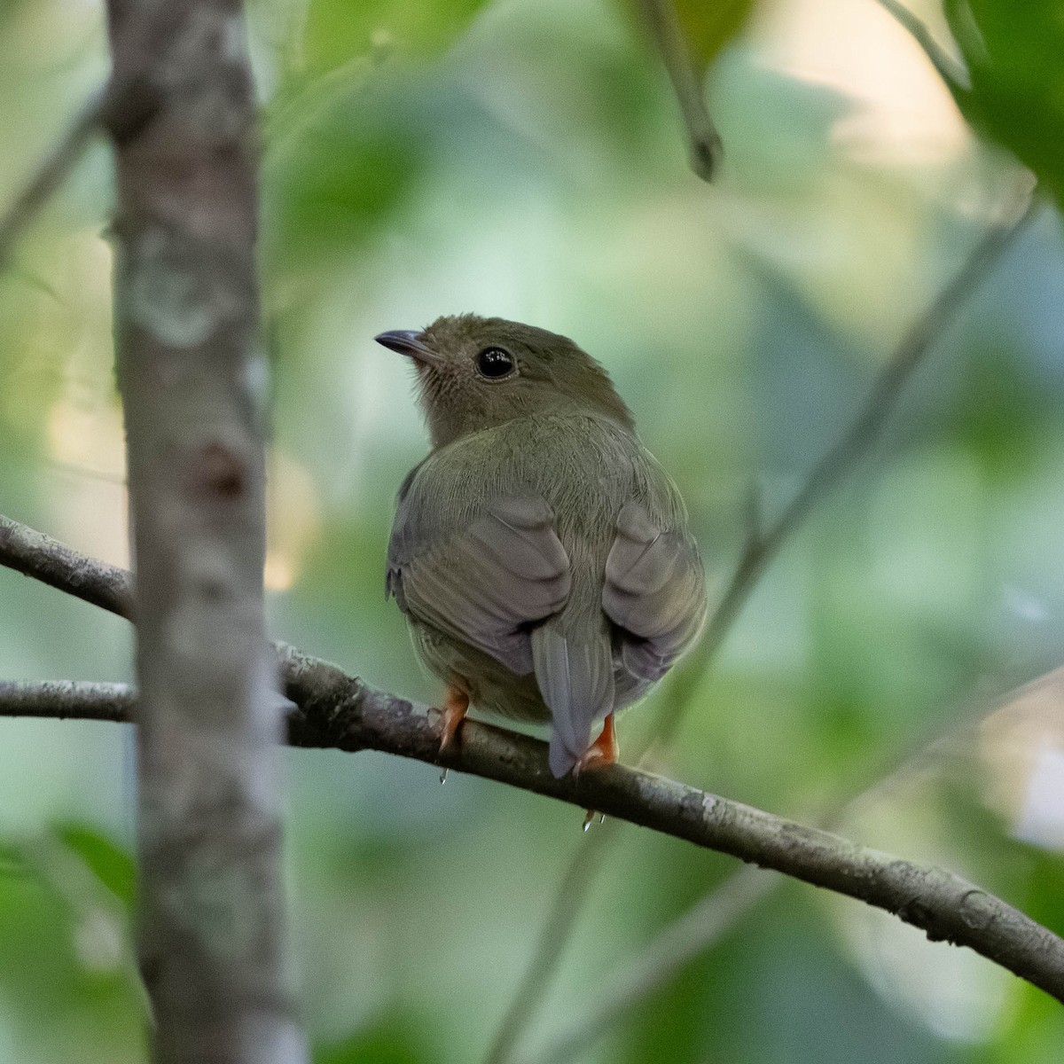 Long-tailed Manakin - ML648237517