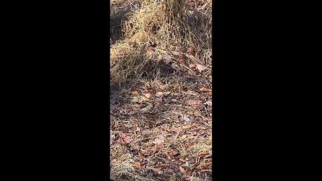 フユミソサザイ - ML648239019