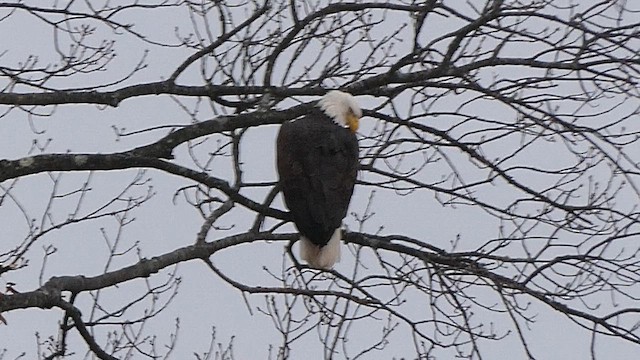 ハクトウワシ - ML648239322