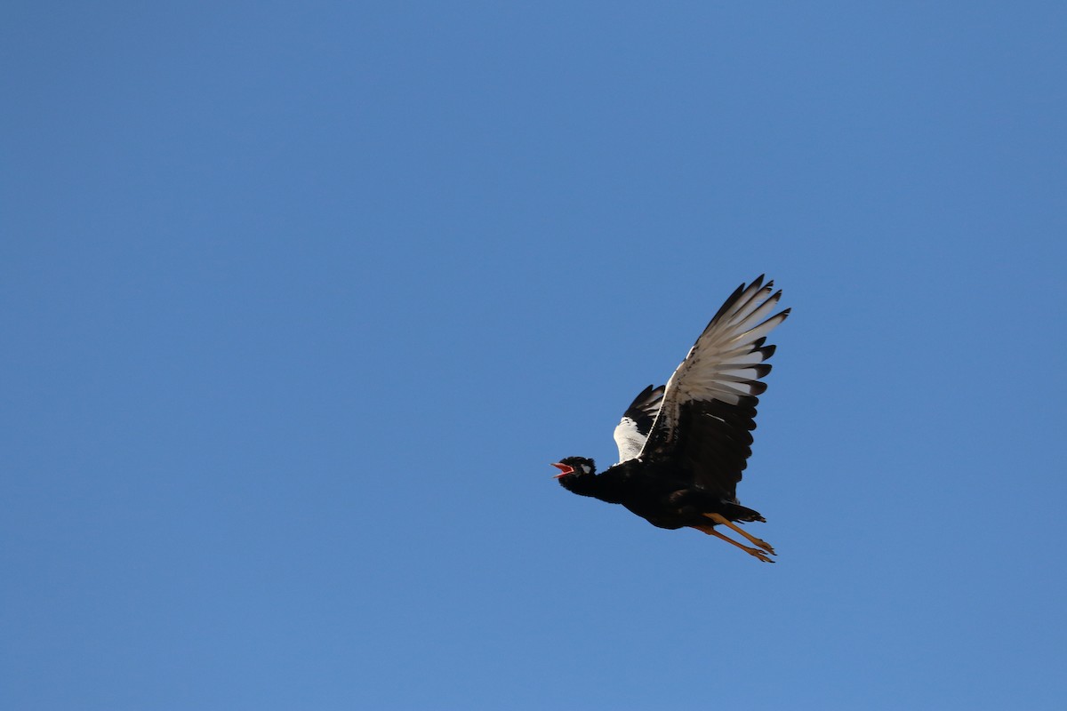 White-quilled Bustard - ML648239519