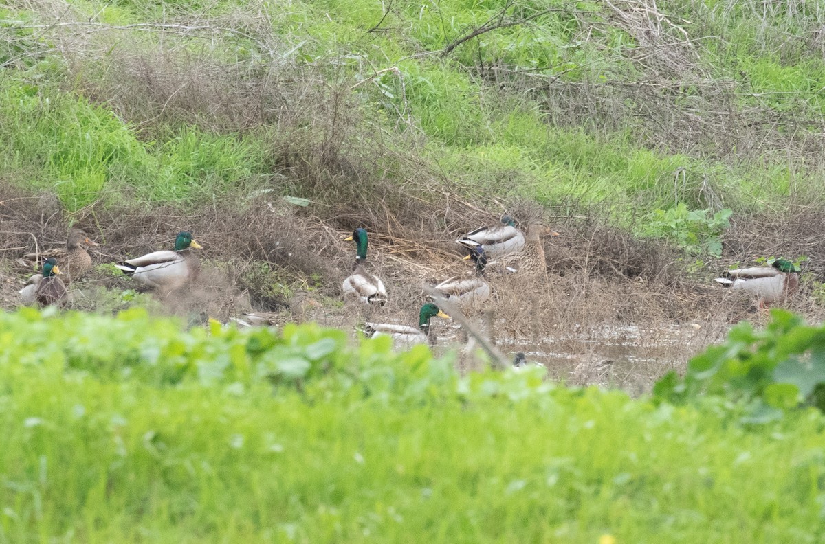 Крижень звичайний - ML648239835