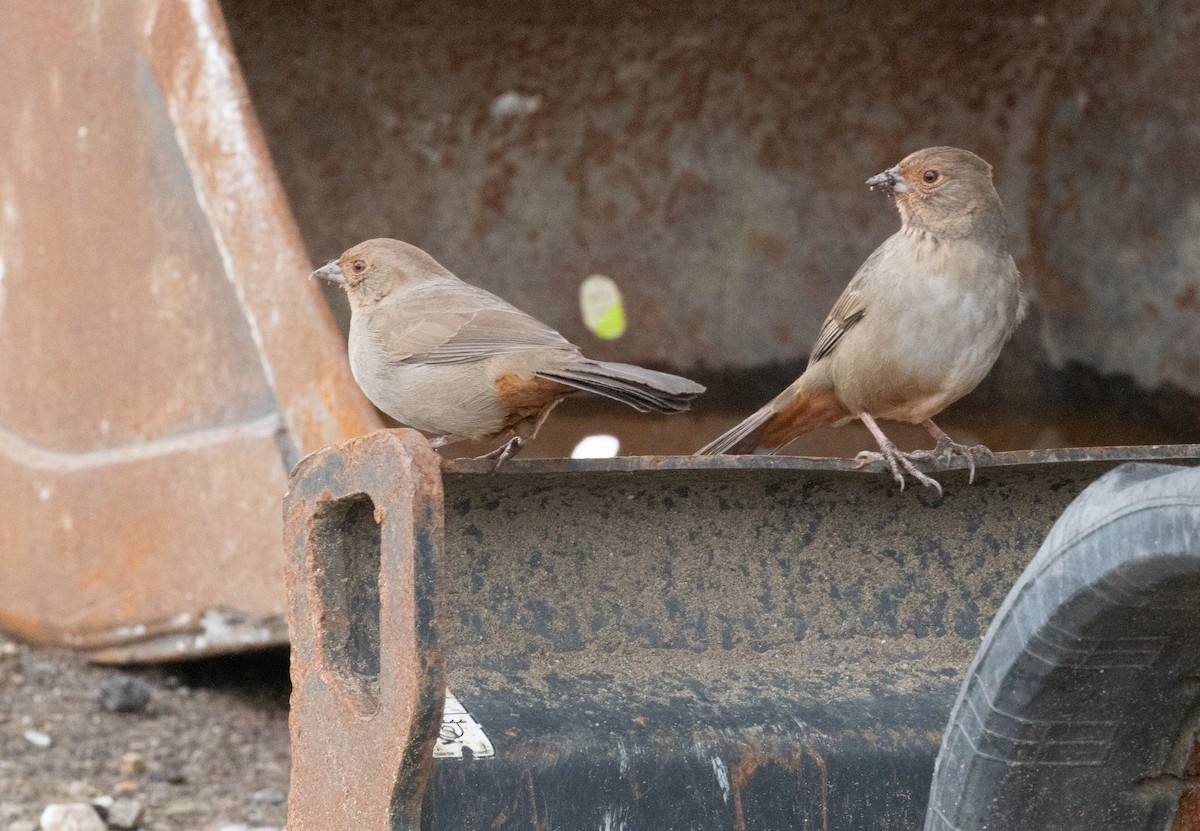 Тауї каліфорнійський - ML648239854