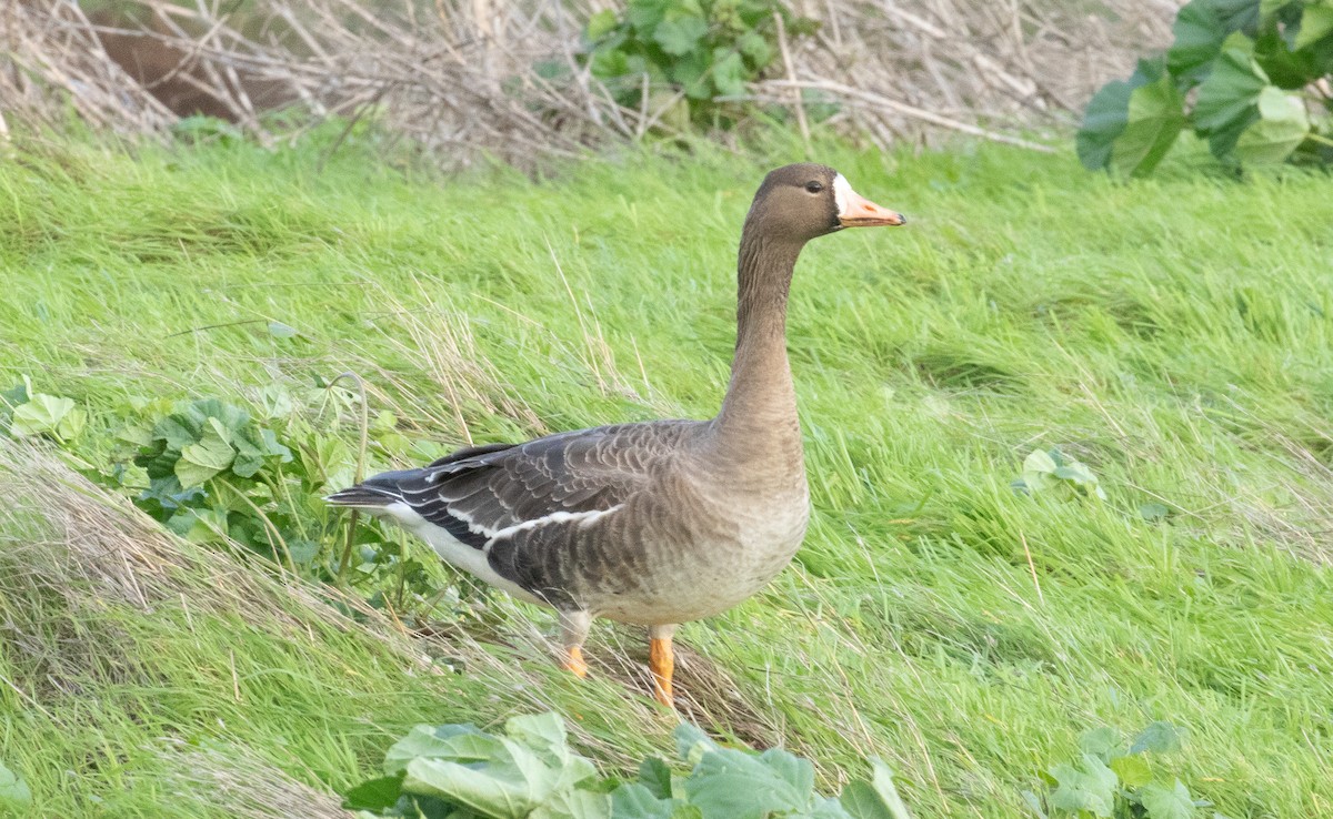Гуска білолоба - ML648239872