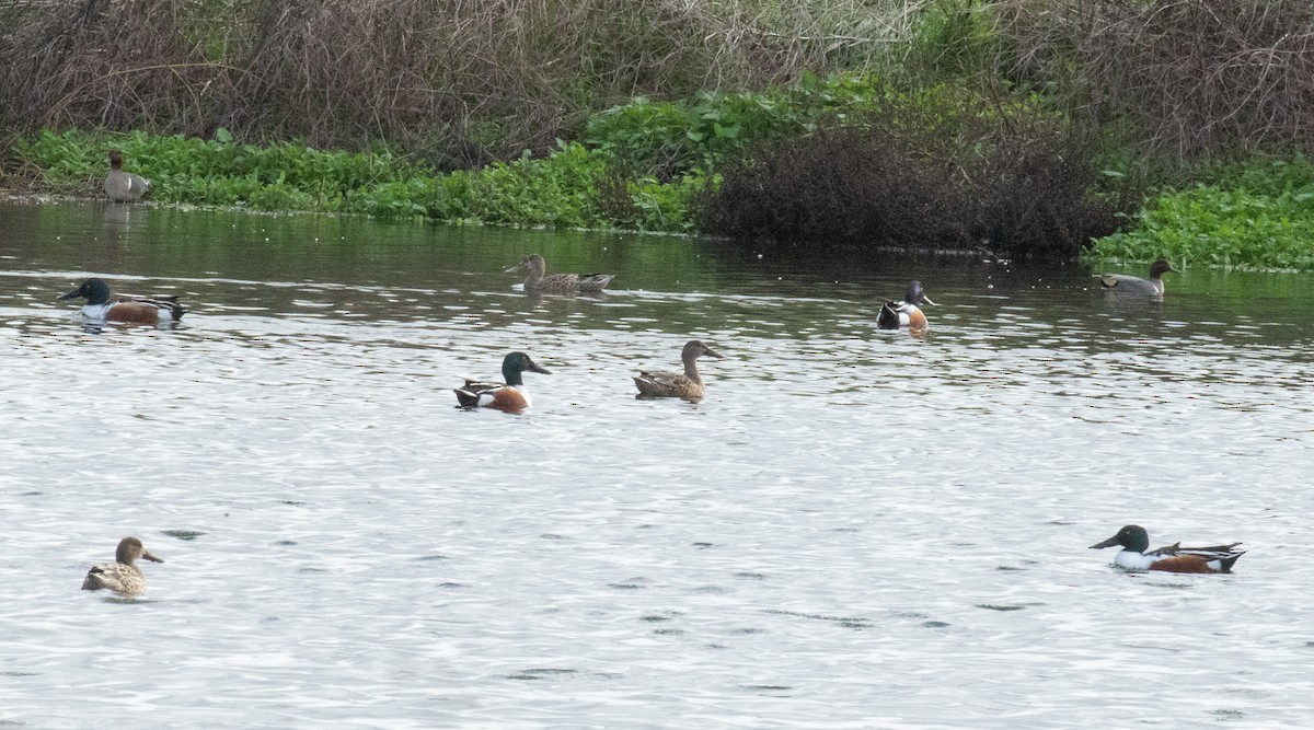 Широконіска північна - ML648239879