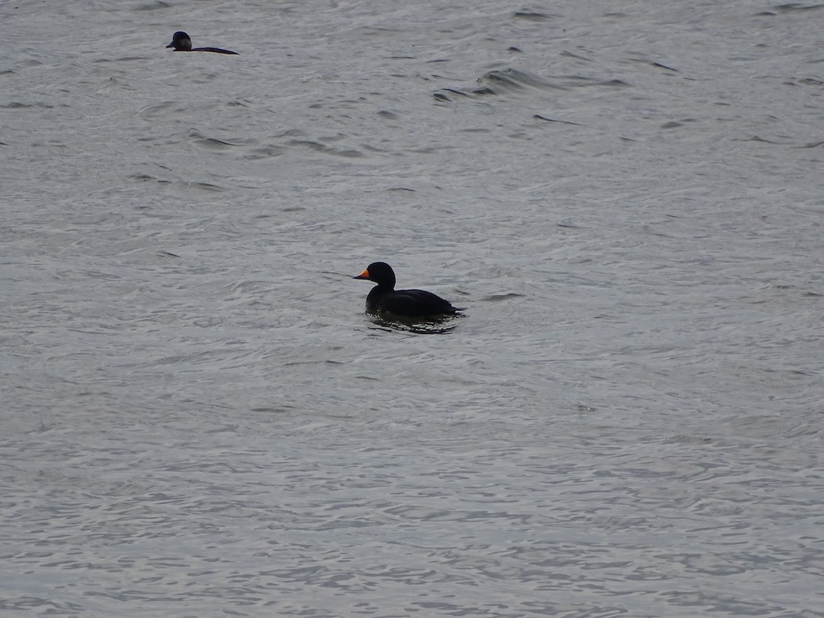 Black Scoter - ML648240458