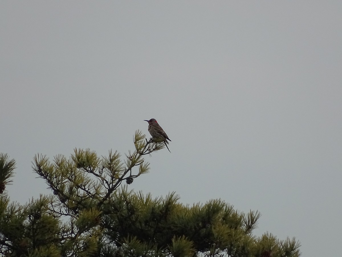 Northern Flicker (Yellow-shafted) - ML648240568