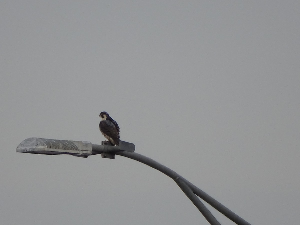 Peregrine Falcon - ML648240576