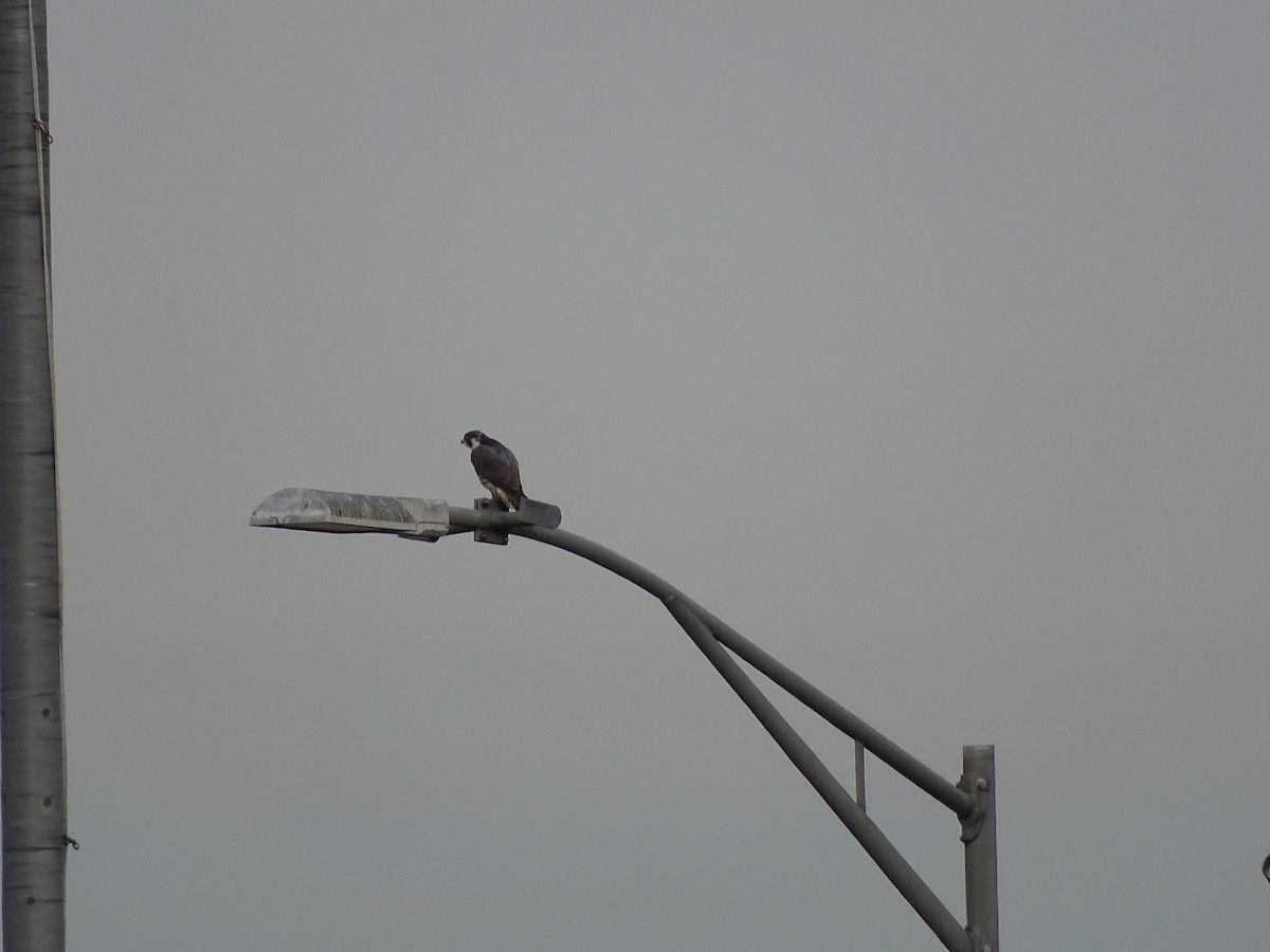 Peregrine Falcon - ML648240578