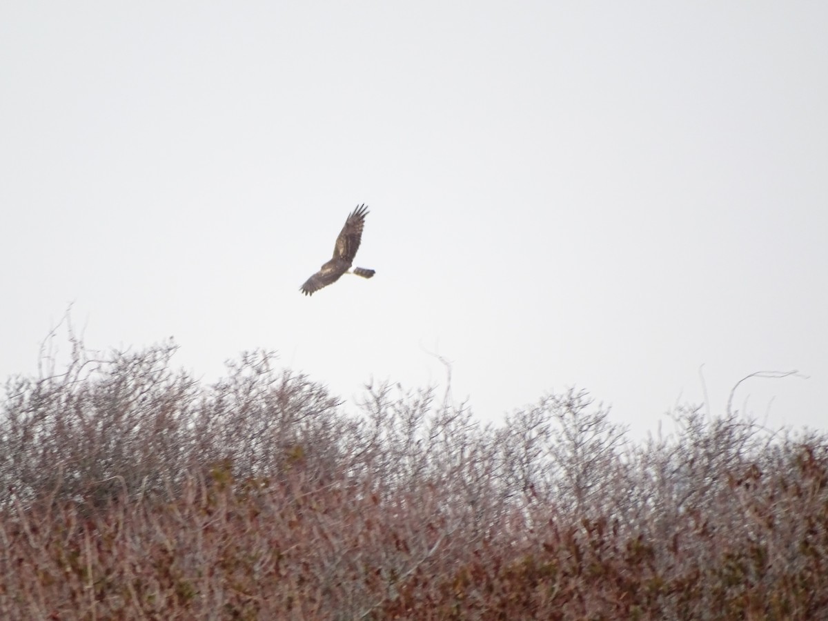 Northern Harrier - ML648240593