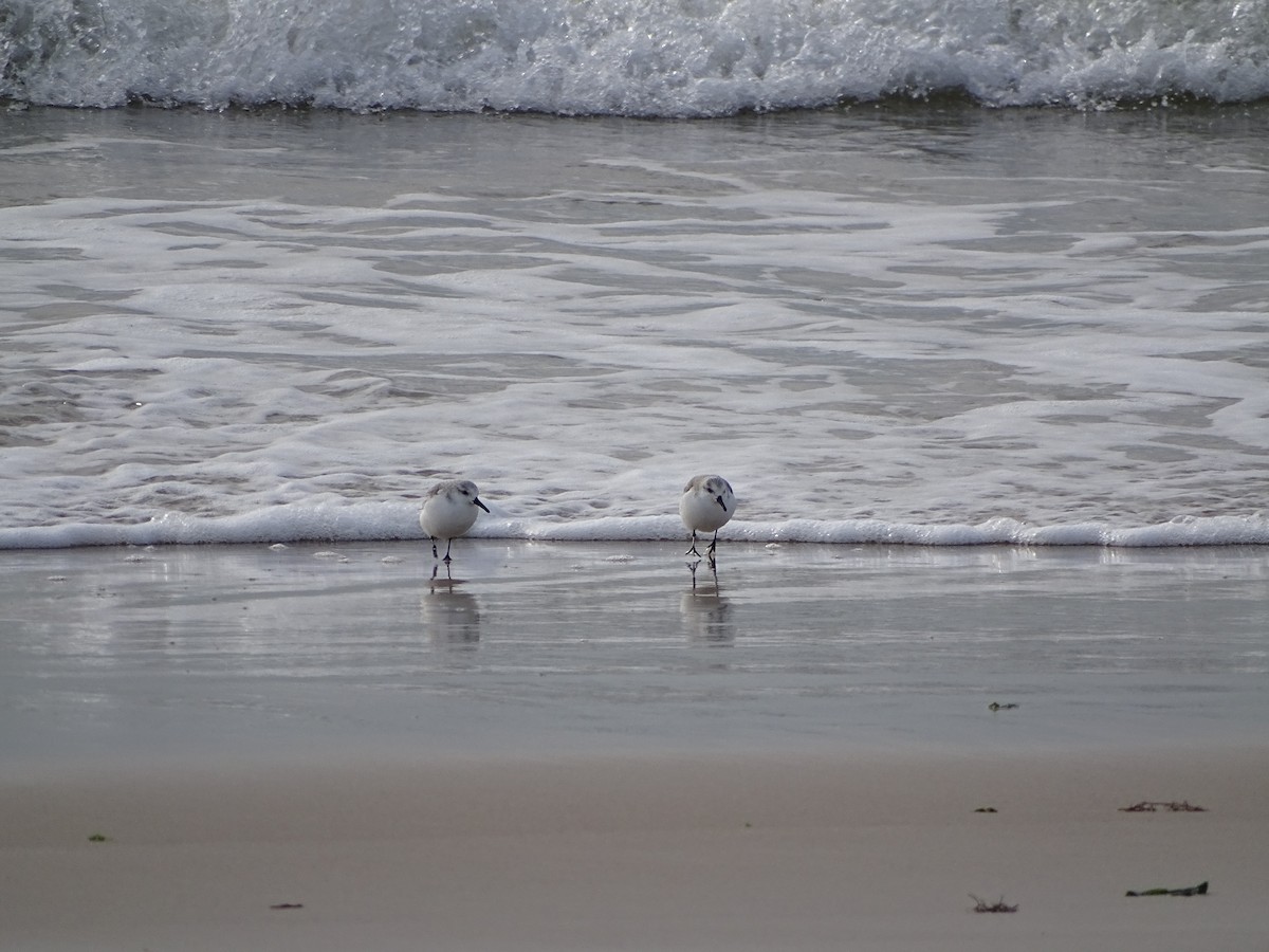 Sanderling - ML648240612