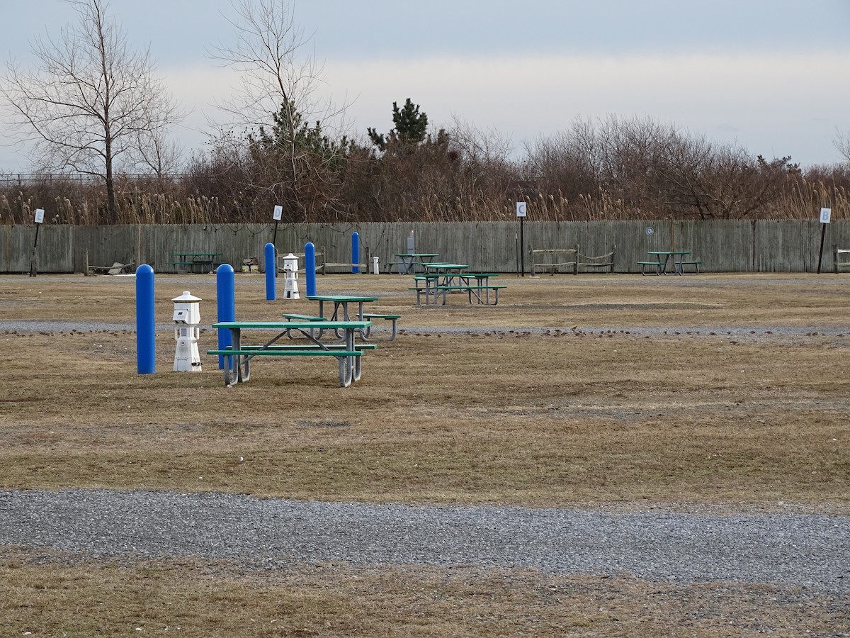 Horned Lark - ML648240795