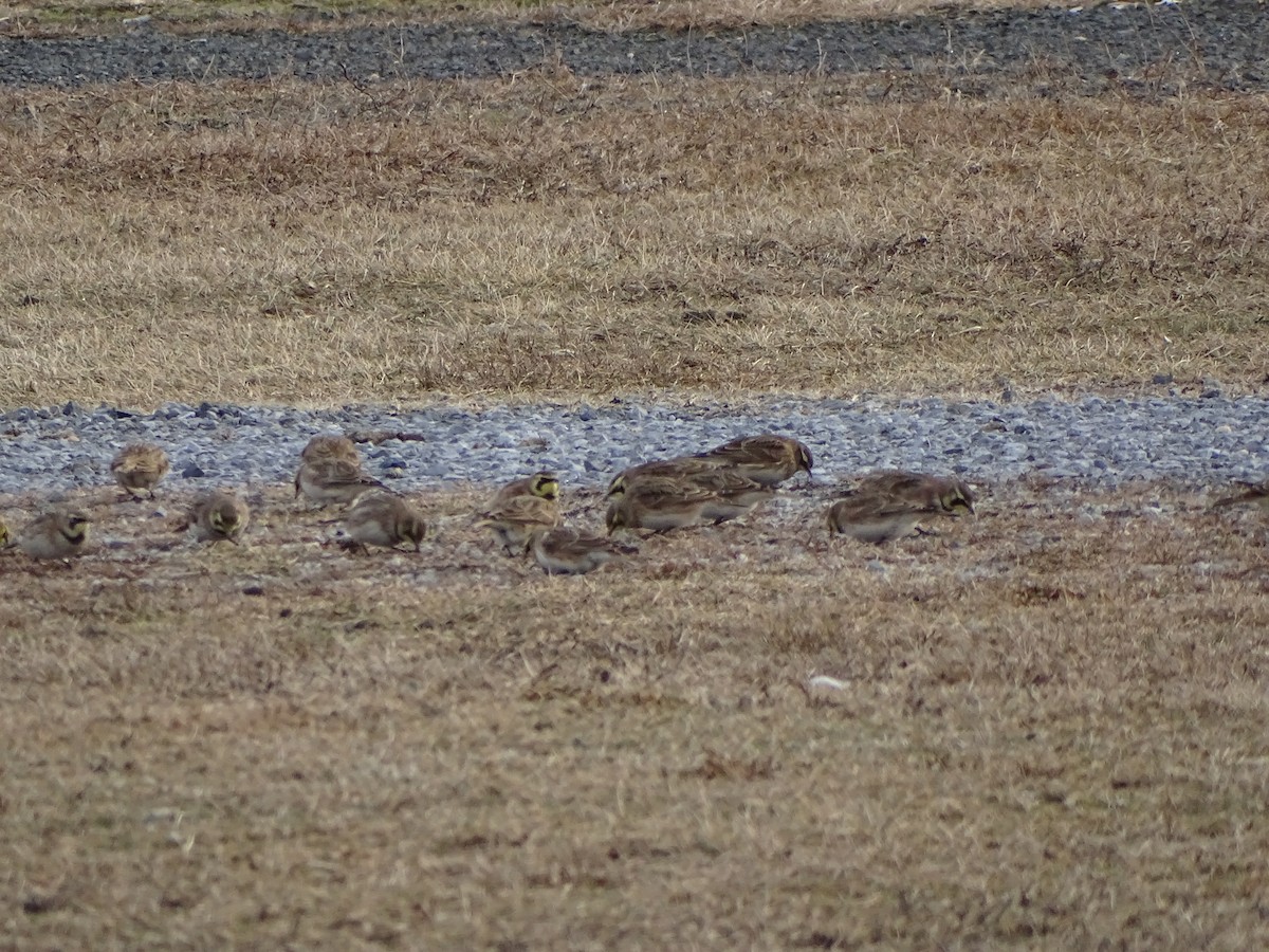Horned Lark - ML648240801