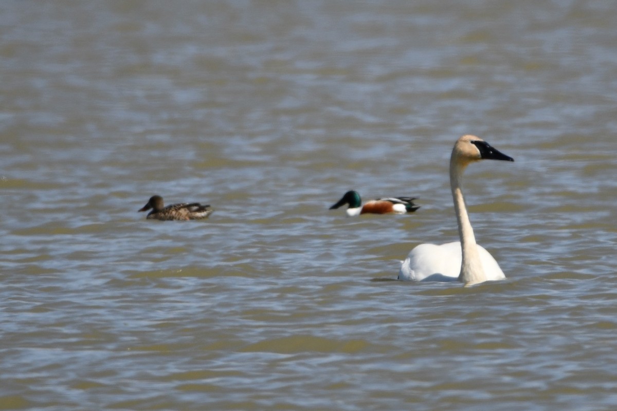 Cisne Trompetero - ML648242647