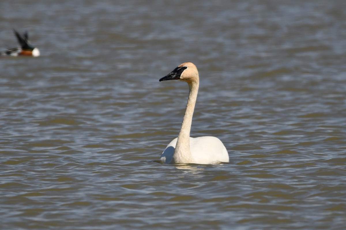 Cisne Trompetero - ML648242648