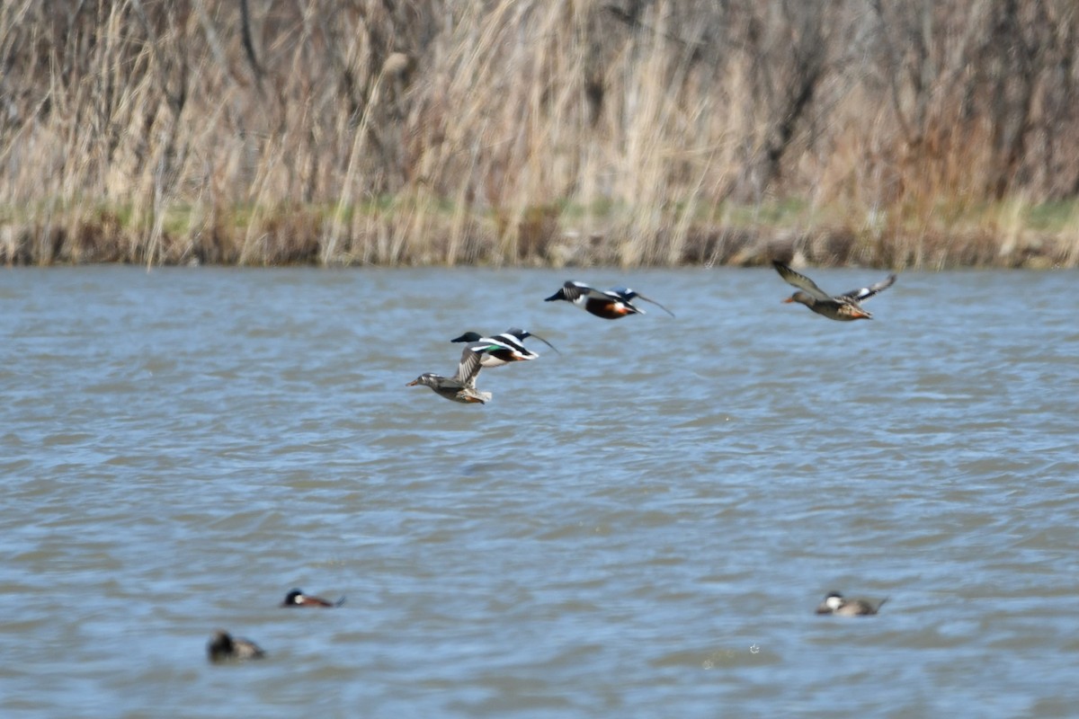 Cuchara Común - ML648242667