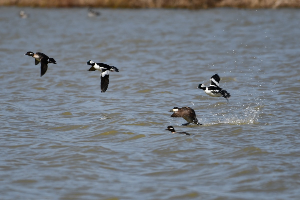 Porrón Albeola - ML648242682
