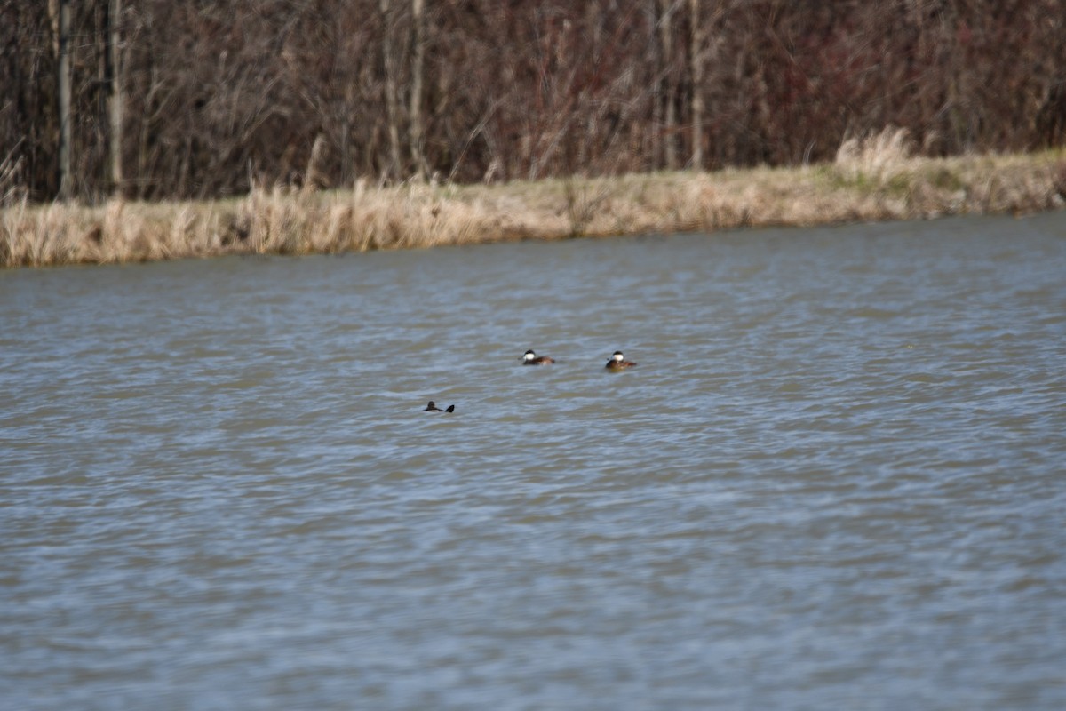 Malvasía Canela - ML648242694