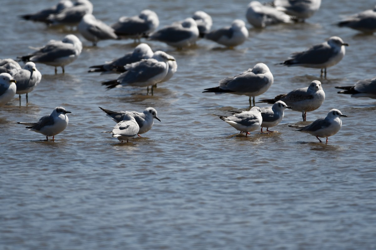Gaviota de Delaware - ML648242725