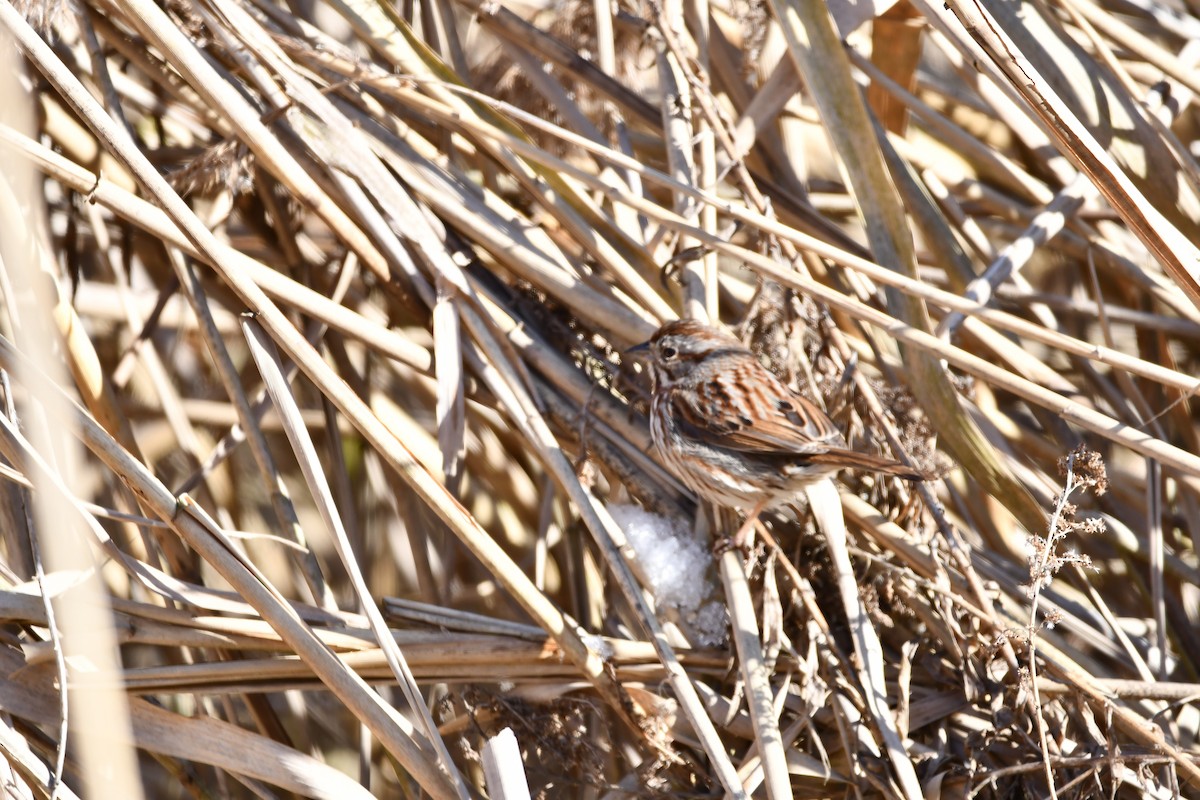 Chingolo Cantor - ML648242766