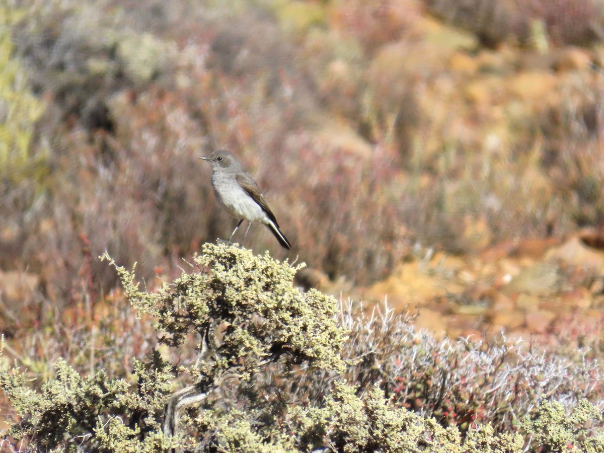 Karoo Chat - ML648243211