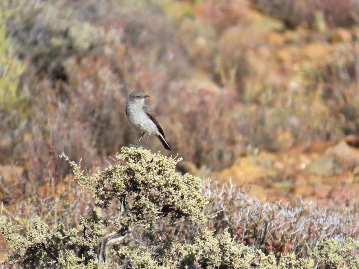 Karoo Chat - ML648243212