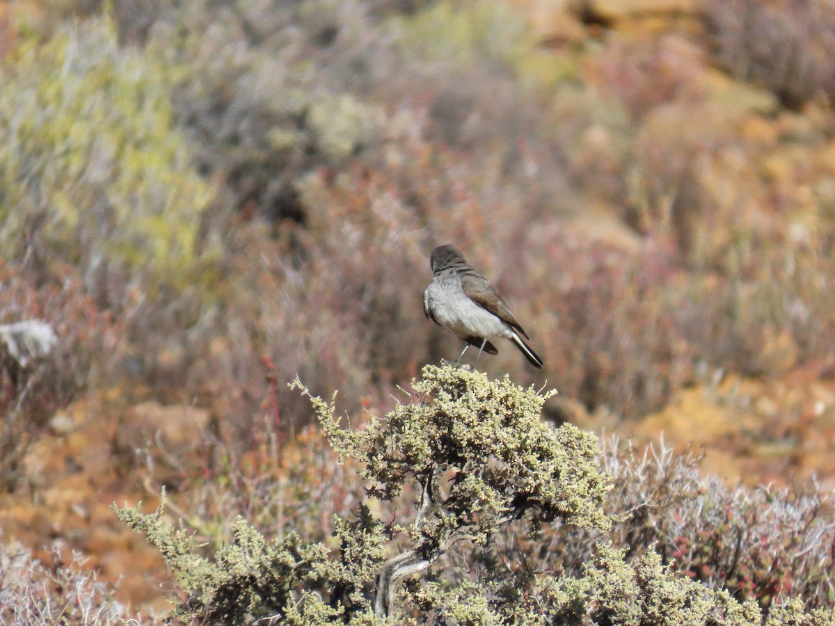 Karoo Chat - ML648243213