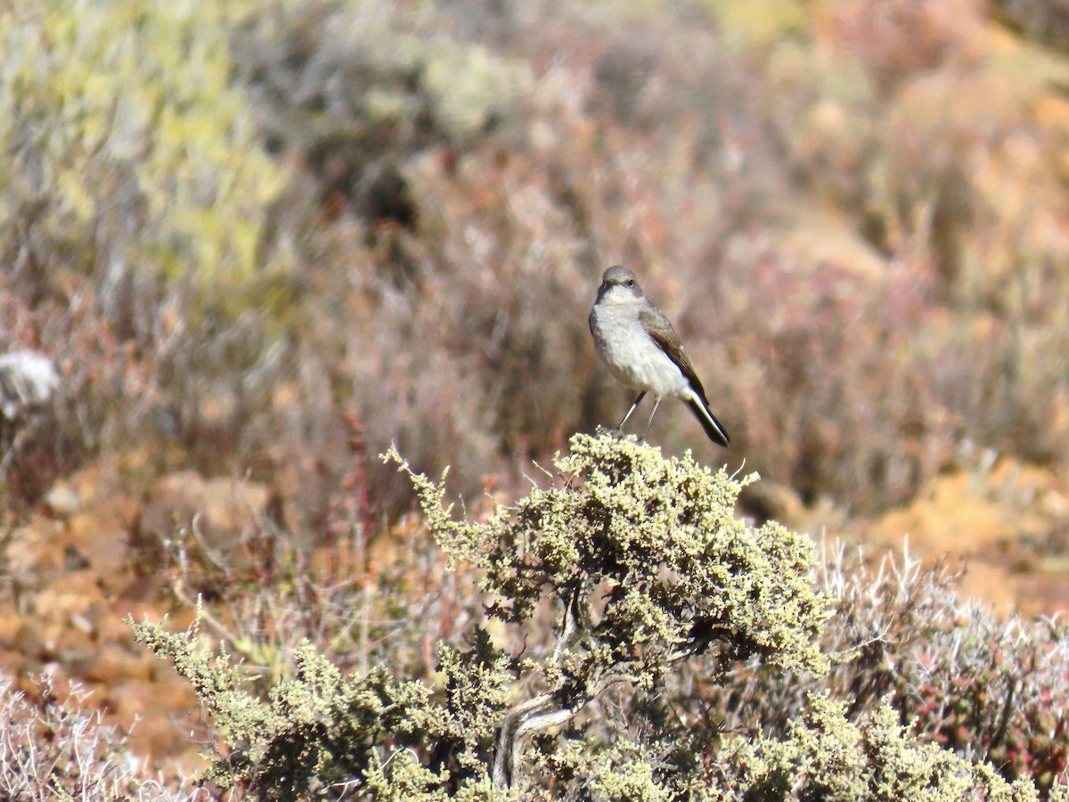Karoo Chat - Randy Morgan