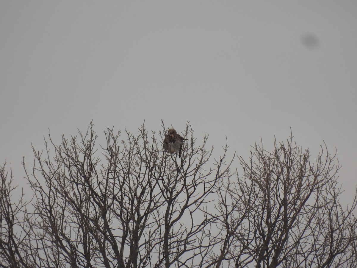 Rough-legged Hawk - ML648243490