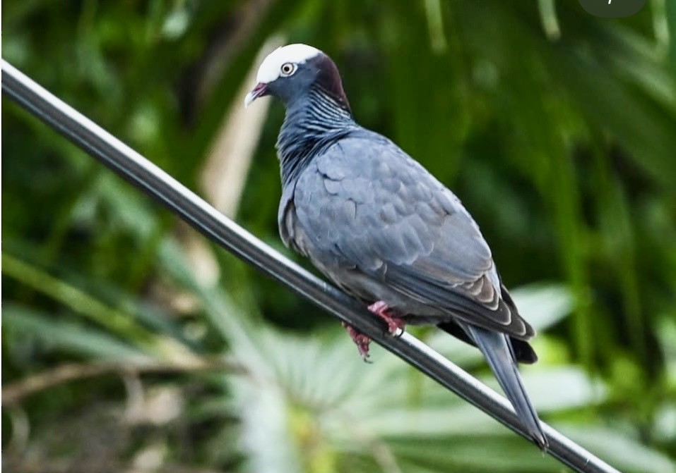 White-crowned Pigeon - ML648243700