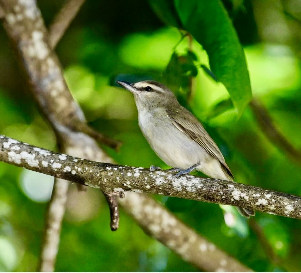 Yucatan Vireo - ML648243742